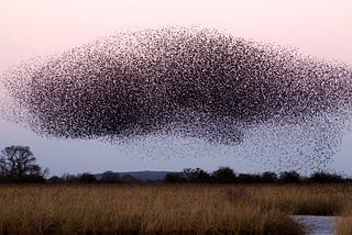 Swarm of birds in form of a whale