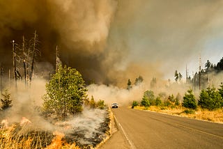 Wildfires and Wildlife: The Conservationist’s Battle