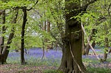 Photo by Author — the last of the Bluebells — spring is almost done