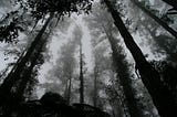 Spooky forest image