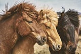 A Meditation Troubleshooting Strategy to Tame the Wild Horse of the Mind