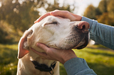 3 signs your Dog may be in silent pain, and 3 ways to help them on a limited income.