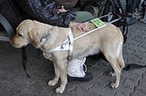 A yellow lab service dog stands by its handler.