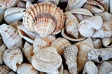 White and brown seashells on a brown wooden surface