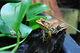 Bronze Frog on a log