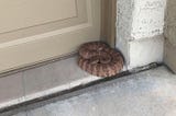 How to get rid of a rattlesnake at your house right now.
