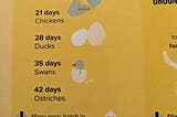 How many days before the eggs in a nest hatch?