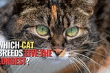 Longevity Among Feline Friends: Which Cat Breeds Live the Longest?