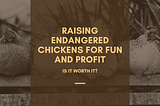 Raising Endangered Chickens for Fun And Profit