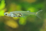 This Tiny Fish Can Produce Sounds That Are As Loud As A Firecracker