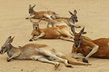 Five Kangaroos lazing on the beach