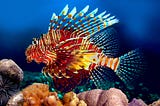 Picture of a lionfish