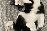 Black and white (tuxedo) cat laying curled on its back with paws curled, white belly showing, against grey paisley background