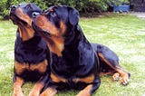 Neutering Rottweilers May Actually Reduce Their Lifespan: Study