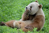 Lost In Translation: Giant Brown Pandas Caused By A Gene Mutation