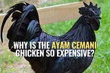 The decorative Ayam Cemani chicken, with its coal-black plumage, comes with a staggering price tag.