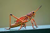 The grasshopper war