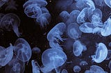 The Moon Jellyfish