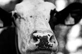 extreme black and white closeup of a cow’s face (SpaceX)