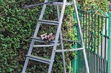 A set of stepladders stands beside a hedge next to a green gate. Hedge strimmers and garden gloves sit on top of the stepladders.