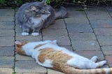 Coloured image showing two cats, one ginger and white, the other grey, face-to-face on a patio. The grey cat is in a sitting position, while the ginger is lying on its side.