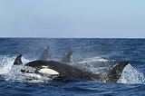 What Killer Whales and Grandmothers Have In Common