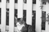 Blurry image of a cat in front of a white picket fence.