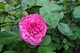 Single double-flowered pink rose
