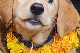 A dog decorated with garland and tika during Kukur Tihar in Nepal.