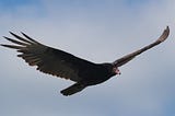Turkey Vulture in Michigan