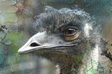 A close up of an emu’s head