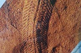 The Story of Australia 635 Million Years Ago