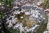 Pale pink cherry blossoms cover the wet ground and float is a puddle of water on a large stone. Sky is reflected in the water and a ripple spreads toward the center of the puddle from the lower right edge of the stone, making it seem as though a blossom has just fallen into the water.
