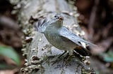 Photo of a Gray Catbird in a sassy stance on a log. Its wings are partially extended, head tossed back, beak full of bugs.