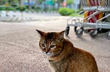 Great News for Cat Lovers in Singapore