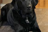 Picture of a black lab