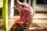 A Turkey Pardons America