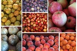 Collage of yellow pluots, purple plums, red and yellow apples, gray-green striped melons, peaches and apricots.