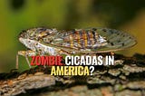 Zombie Cicadas: The Creepy Fungus Turning America’s Insects into the Walking Dead