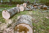 A felled oak tree, sections of the trunk which will have to be split