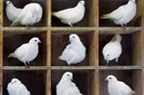 Pigeons on a shelf reflecting that the article is about the pigeonhole principle.