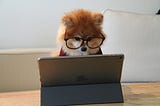 small brown and white dog wearing big glasses and looking at a laptop computer screen