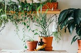 Plants That Improve Your Home’s Health