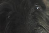 A closeup shot of a mass of tangled matted black hair with two wild but indistinct eyes glaring out.