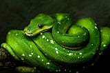A Serendipitous Serpent & The Green Dress