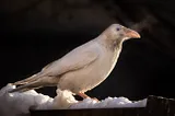 The White Raven: Corvus Considered