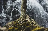 A tree trunk and its exposed roots, with a waterfall in the background