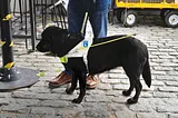 Guide Dogs: Bringing Light to People