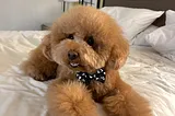 5 Popular Grooming Styles for Toy Poodles: A Guide for Pet Owners