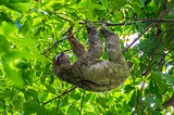 A brown-throated three-toed sloth hangs from branches in Cahuita National Refuge, Costa Rica.